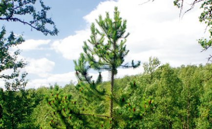 Kanadensisk contortatall i Sverige