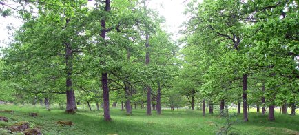 Ett eklandskap i Östergötland. Foto: Victor Johansson 