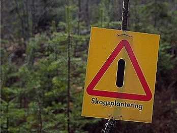 skogsplantering