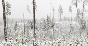 naturvårdshänsyn, kontinuitetsskogsbruk, 
