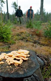 Köpa virke från skogsägare kan vara drömjobb eller pina.
