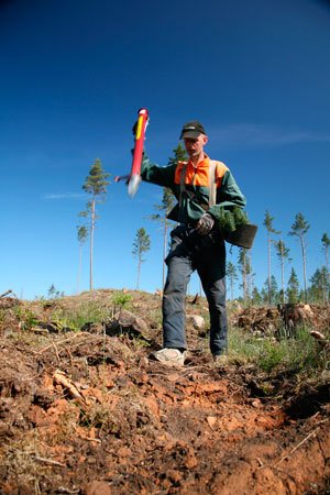 Skogsbilder i bildbyrån SKOGENbilds bildarkiv