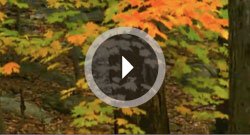 SKOGENtv: Lövappen